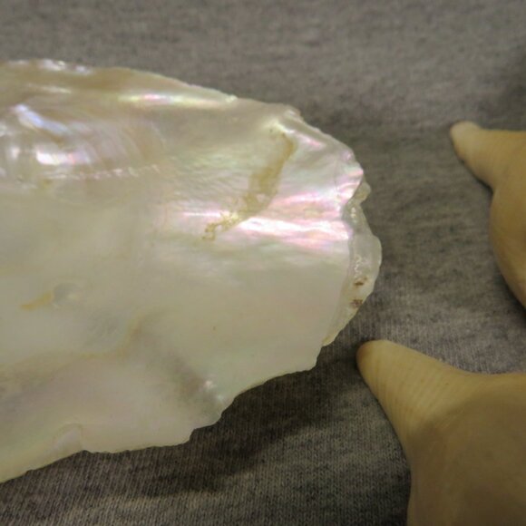 Hiatella arctica mother of pearl polished finish REAL with other shells - Picture 10 of 13